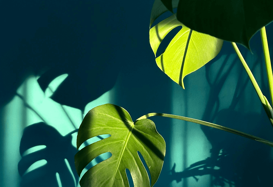 Creare un ambiente armonioso con il Feng Shui